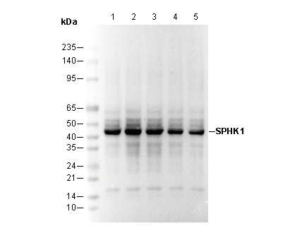 SPHK1 Antibody