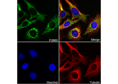 Smac/Diablo Antibody