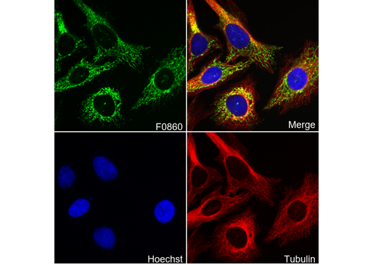 Smac/Diablo Antibody