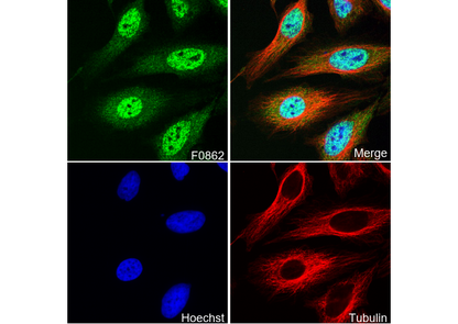 TIAR Antibody