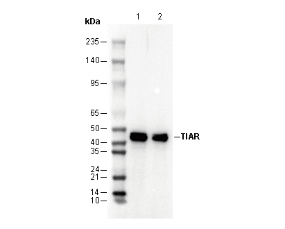 TIAR Antibody