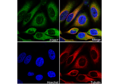 p130 Cas Antibody