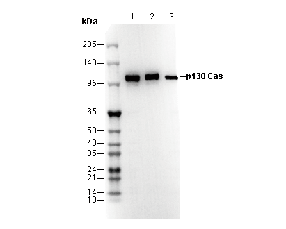 p130 Cas Antibody