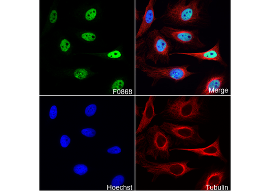 p95/NBS1 Antibody