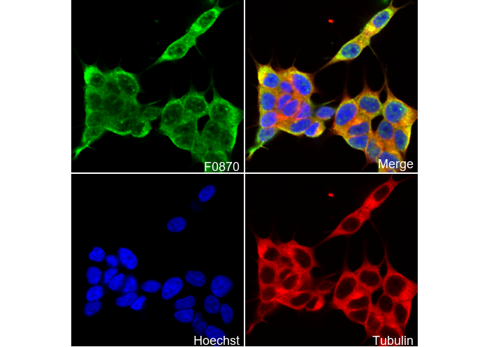 SMN Antibody