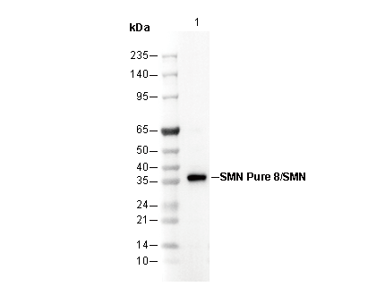 SMN Antibody