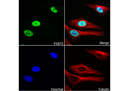 ASH2L Antibody