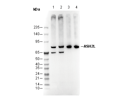 ASH2L Antibody