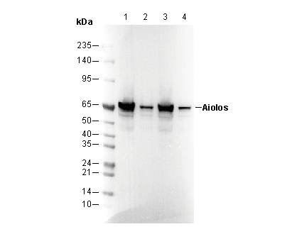 Aiolos Antibody