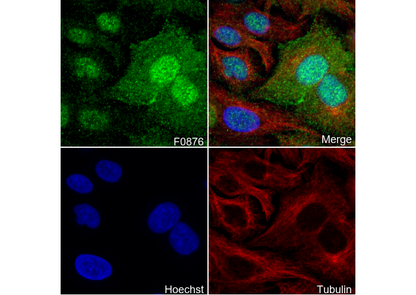 Annexin A1 Antibody