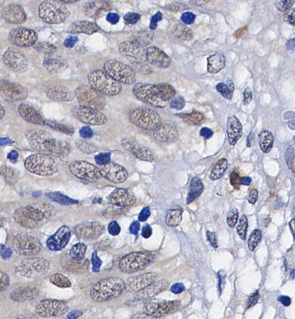 Annexin A1 Antibody