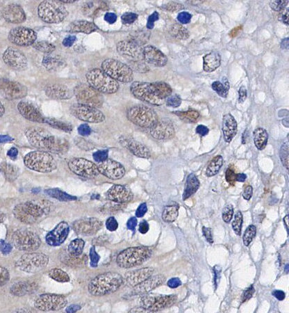 Annexin A1 Antibody