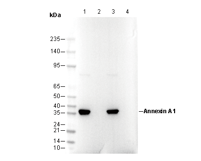 Annexin A1 Antibody
