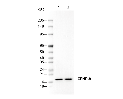 CENP-A Antibody