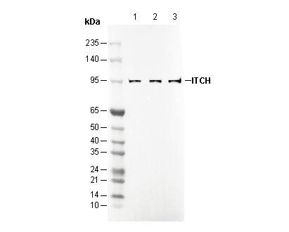 ITCH Antibody
