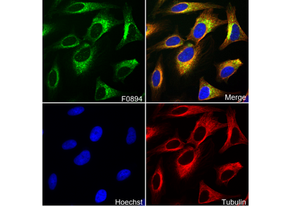 LAMTOR4/C7orf59 Antibody