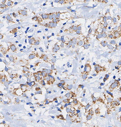 LAMTOR4/C7orf59 Antibody