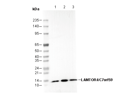 LAMTOR4/C7orf59 Antibody