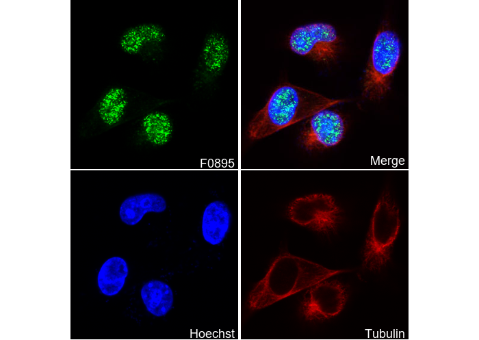 MCM7 Antibody