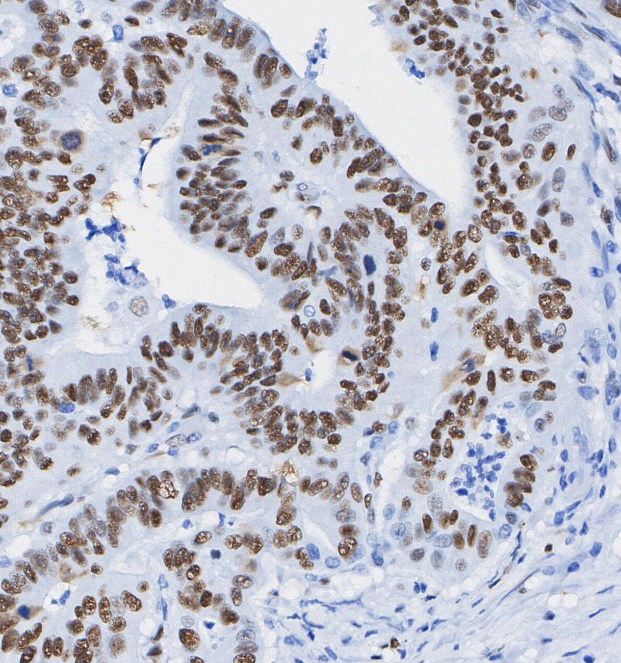 MCM7 Antibody