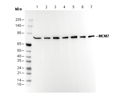 MCM7 Antibody