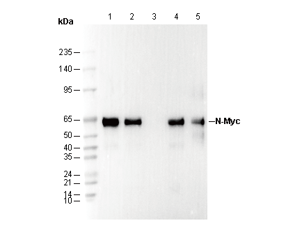 N-Myc Antibody