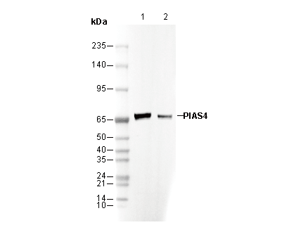 PIAS4 Antibody
