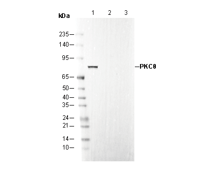 PKCθ Antibody
