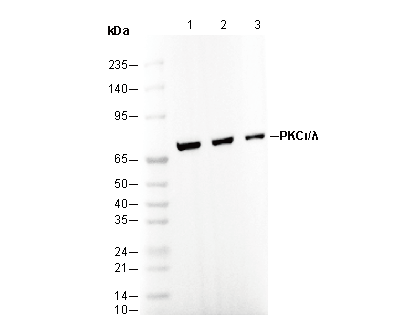 PKCι/λ Antibody
