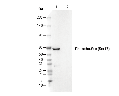 Phospho-Src (Ser17) Antibody