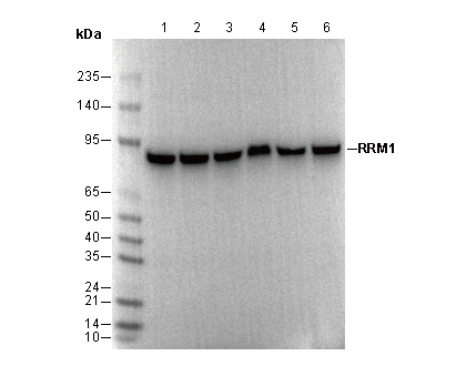 RRM1 Antibody