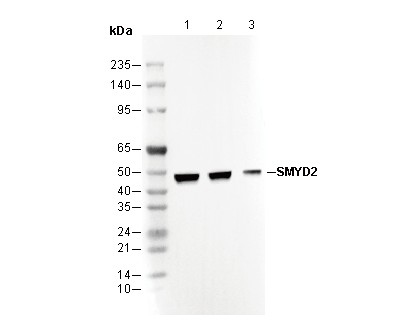 SMYD2 Antibody