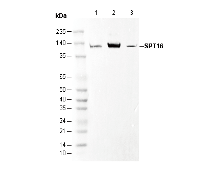 SPT16 Antibody