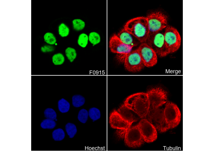 TEAD1 Antibody
