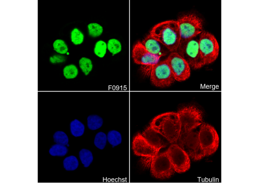 TEAD1 Antibody