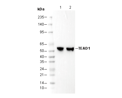 TEAD1 Antibody