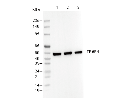 TRAF1 Antibody