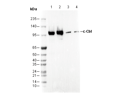 c-Cbl Antibody