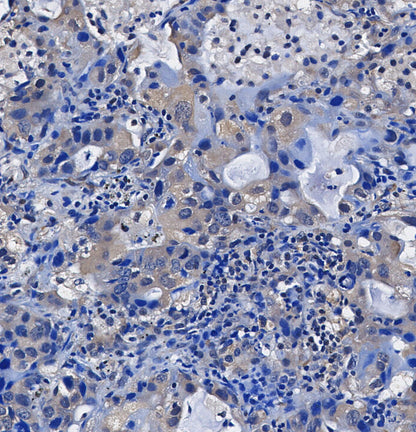 eIF4GI Antibody