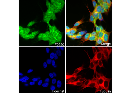 α-N-Catenin Antibody