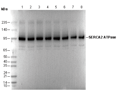 SERCA2 ATPase Antibody