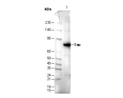 Tau Antibody