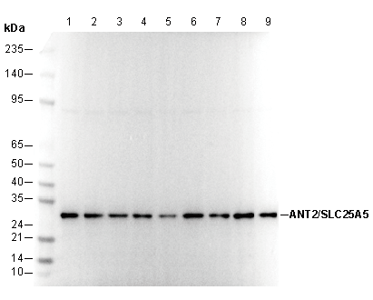 ANT2/SLC25A5 Antibody