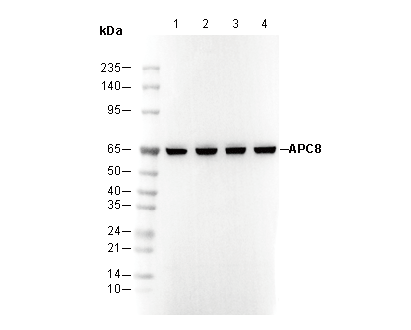 APC8 Antibody