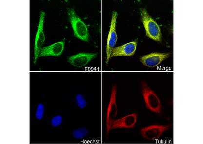 CaMKII-α Antibody