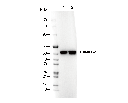 CaMKII-α Antibody