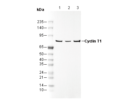 Cyclin T1 Antibody