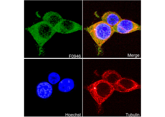 Eg5 Antibody