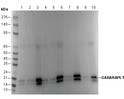 GABARAPL1 Antibody