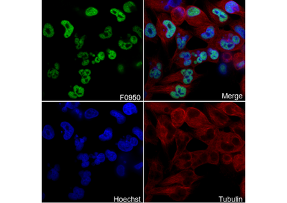 MyoD1 Antibody